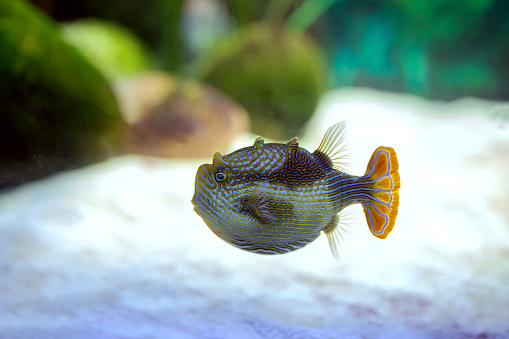 Aquarium tropical fish: otocinclus