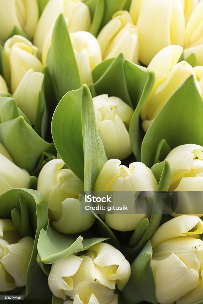 Tulips. Tulips, floral background. Beauty Stock Photo