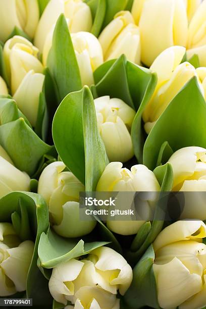 Tulips Stock Photo - Download Image Now - Beauty, Beauty In Nature, Bouquet