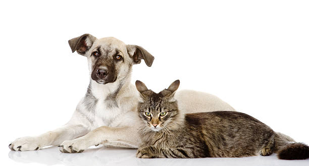 istock cat lies near a dog 178799455