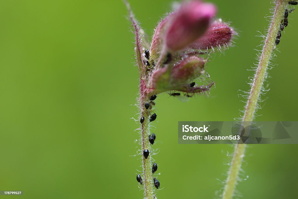 Aphids - Foto stock royalty-free di Afide