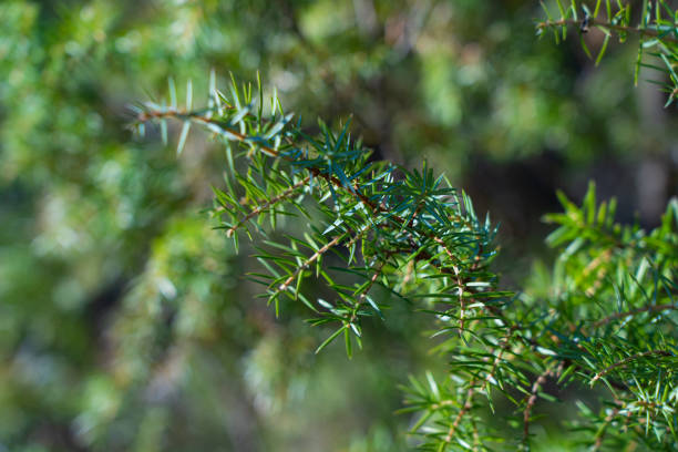 istock juniper branches with needles in the forest, natural environment, sunny day 1787995612