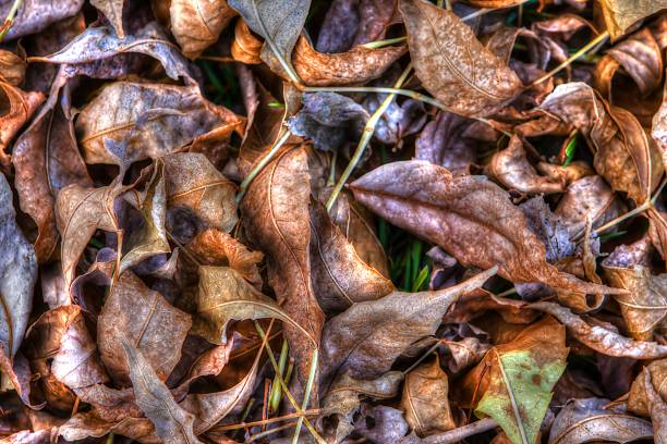 istock Dry Fallen Autumn Leaves Background in HDR High Dynamic Range 178799608