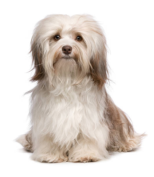 istock Beautiful long haired white Havanese Bichon dog 178799678