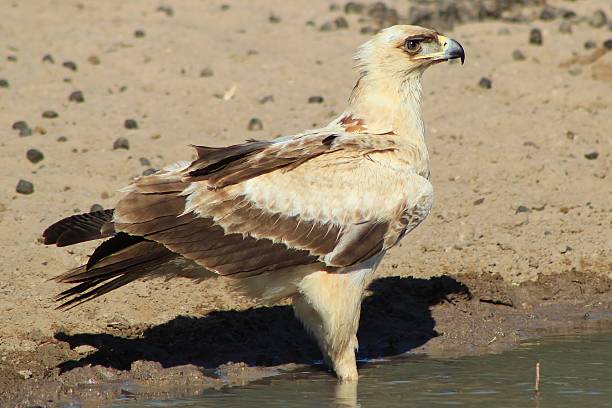 istock Eagle, Tawny - African Young Pride and Beauty 178799686