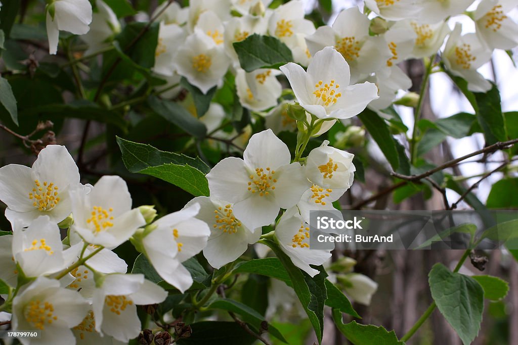 flowerses jasmine - Photo de A la mode libre de droits