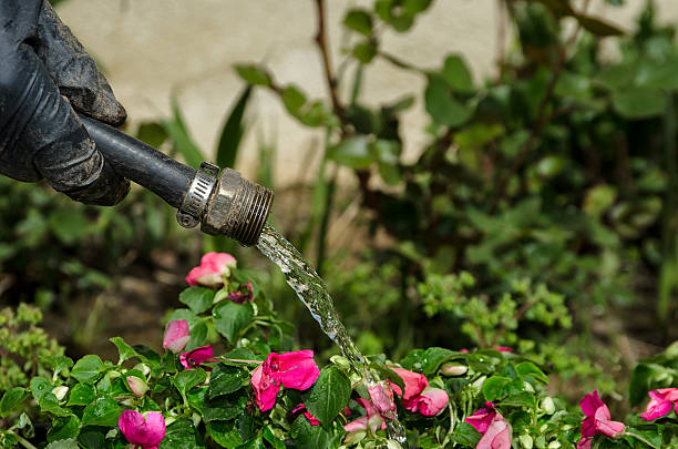 istock watering flowers in garden 178799911