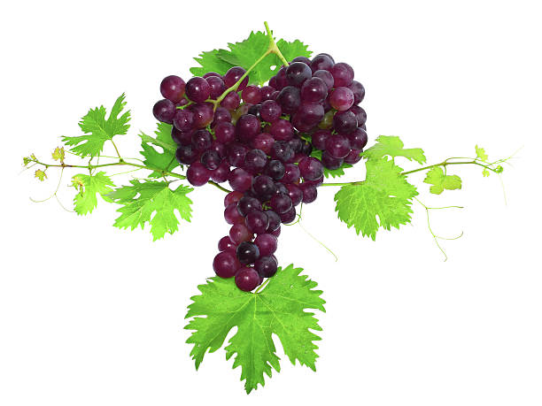istock Branch of black grapes with green leaf. Isolated 178800119