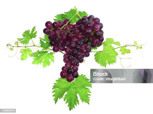 Ветвь Черного Винограда С Зелеными Листьями Уединенный — стоковые фотографии и другие картинки Без людей