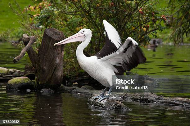 Pelikane Stockfoto und mehr Bilder von Brauner Pelikan - Brauner Pelikan, Brillenpelikan, Fotografie