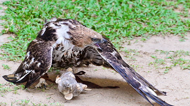 modificável águia-coroada (nisaetus limnaeetus) - artificial wing wing eagle bird - fotografias e filmes do acervo