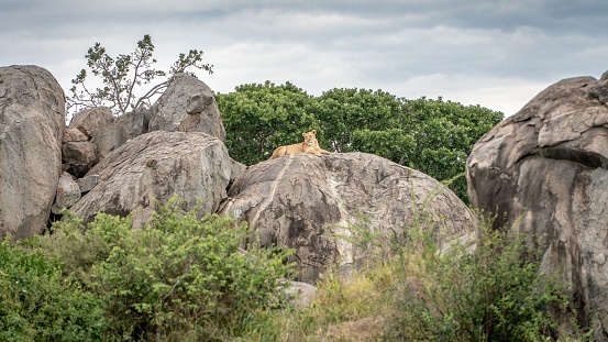 A graceful lioness lying on a large rock resting in Serengeti national park, Tanzania