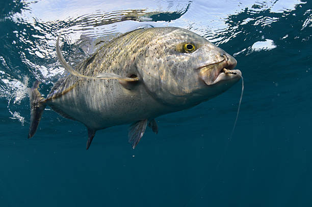 istock Bluefin trevally caught in ocean with a hook 178800578