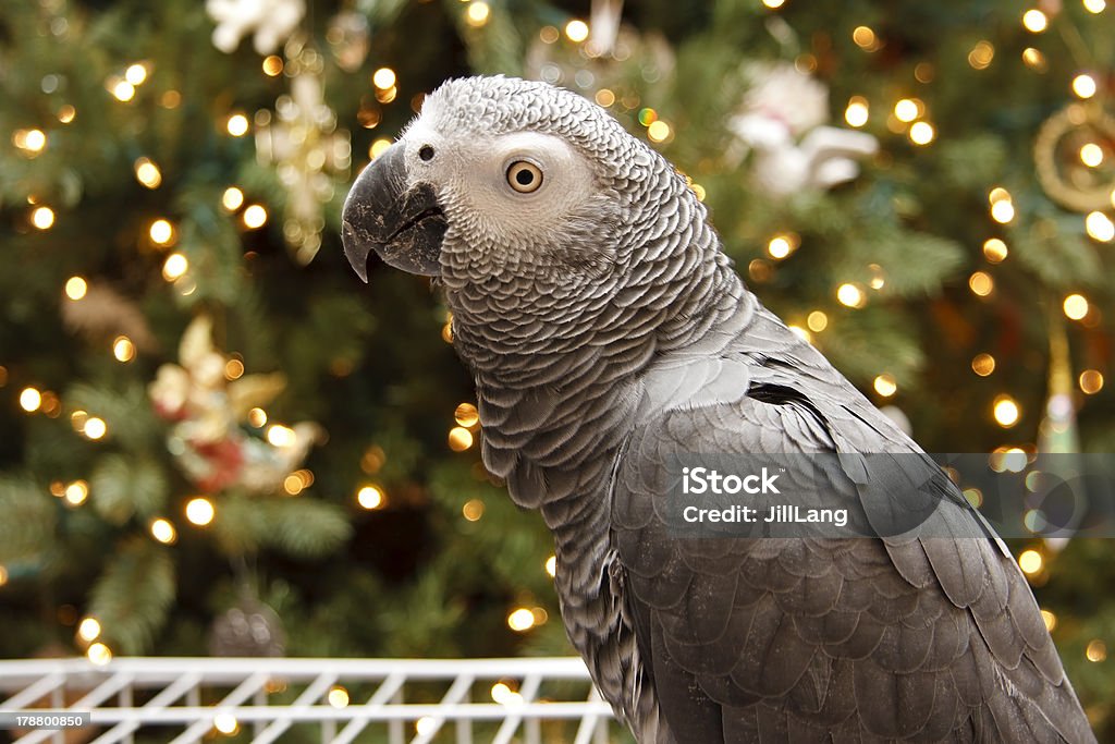 Gris d'Afrique de Noël - Photo de Noël libre de droits