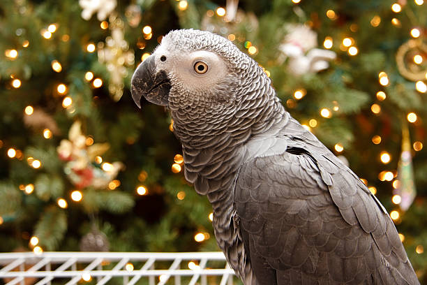 African Grey at Christmas stock photo