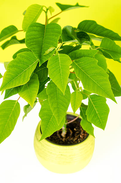 flores poinsettia - isolated on white growth symbol poinsettia - fotografias e filmes do acervo