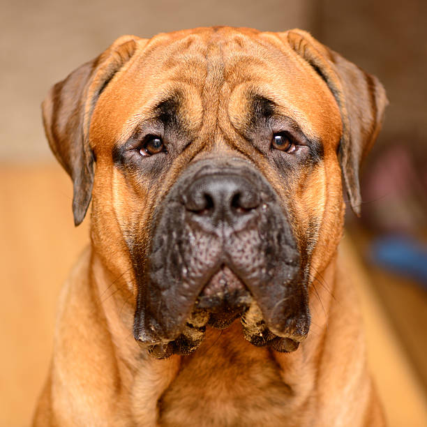 istock dog portrait close-up 178801026