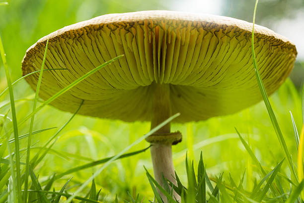 istock Green-gilled Parasol Mushroom 178801078