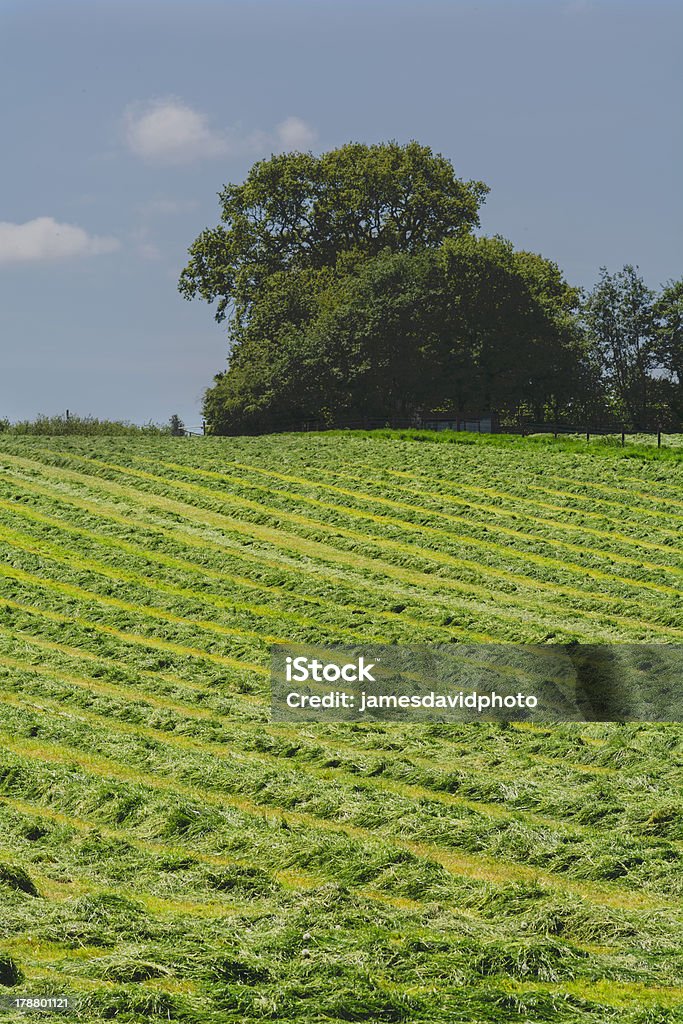 campo - Foto de stock de Agricultura libre de derechos