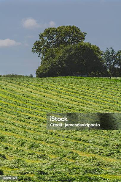 Campo Foto de stock y más banco de imágenes de Agricultura - Agricultura, Ancho, Arbolado