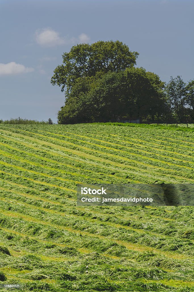 campo - Foto de stock de Agricultura royalty-free