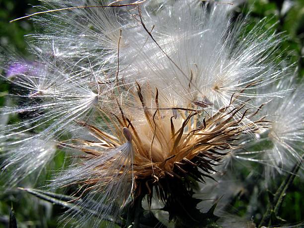 istock ripe thistle plant with seeds and downy,white blow-balls 178801174