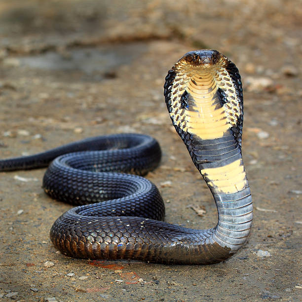 Cobra - foto de stock