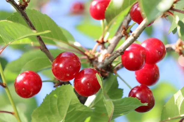cerezas frescas de color rojo brillante que cuelgan de una rama sobre un fondo de hojas verdes - sour cherry cherry sour taste cute fotografías e imágenes de stock