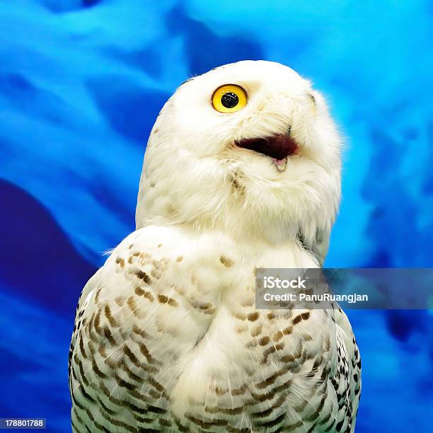 Bufobranco - Fotografias de stock e mais imagens de Admirar a Vista - Admirar a Vista, Animais caçando, Animal