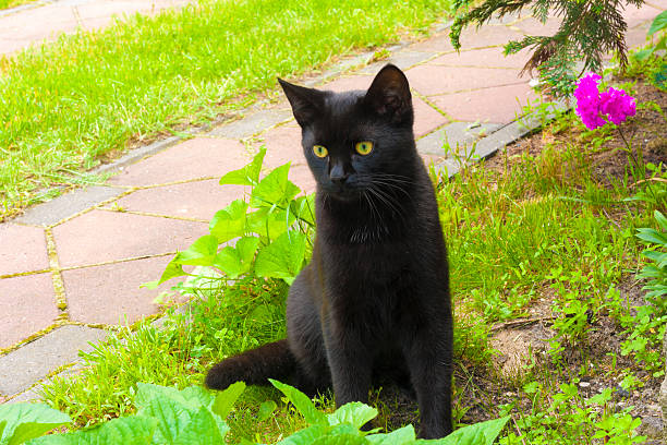 Chat noir - Photo