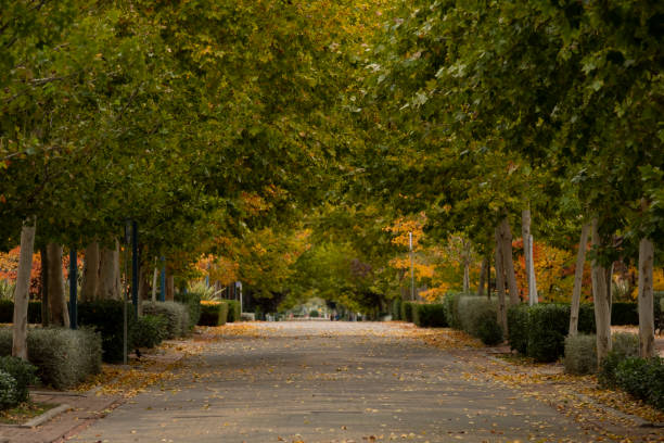 istock Autumn landscape on an empty street 1788018859