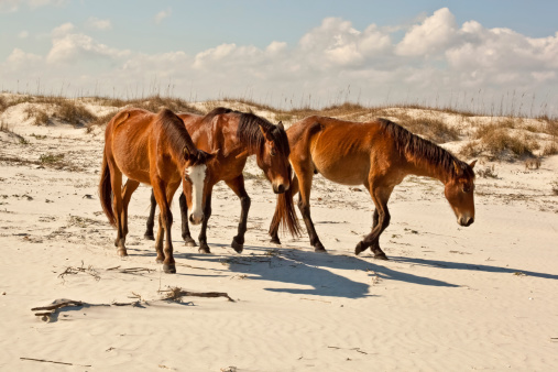 Two wild horses running on the beach in Corolla on North Carolina Outer Banks