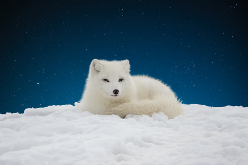 White Arctic Fox in white snow with dark night sky behind