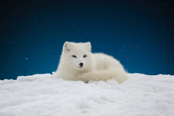 Closeup of arctic fox lying on snow hill against starry dark blue sky White Arctic Fox in white snow with dark night sky behind white fox stock pictures, royalty-free photos & images
