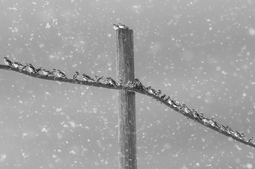 Black and white photo of many migratory birds resting on wire under snow flurry