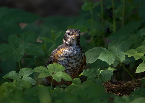 Young American Robin bird on the ground under sunray amidst green leaves