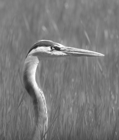 Black and white portrait of heron head and neck sticking out of tall grass in marsh