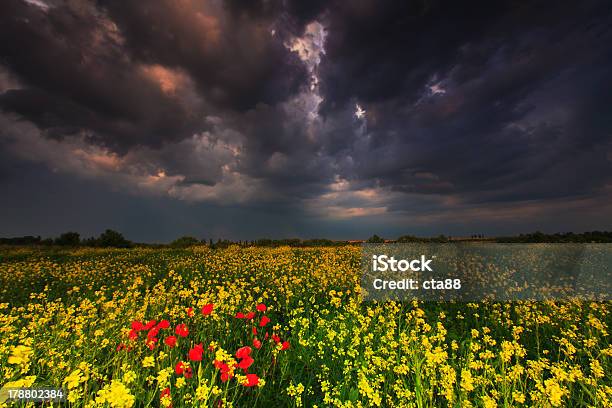 드라마틱 져녁 폭풍 스카이 곡초류에 대한 스톡 사진 및 기타 이미지 - 곡초류, 구름, 구름 풍경