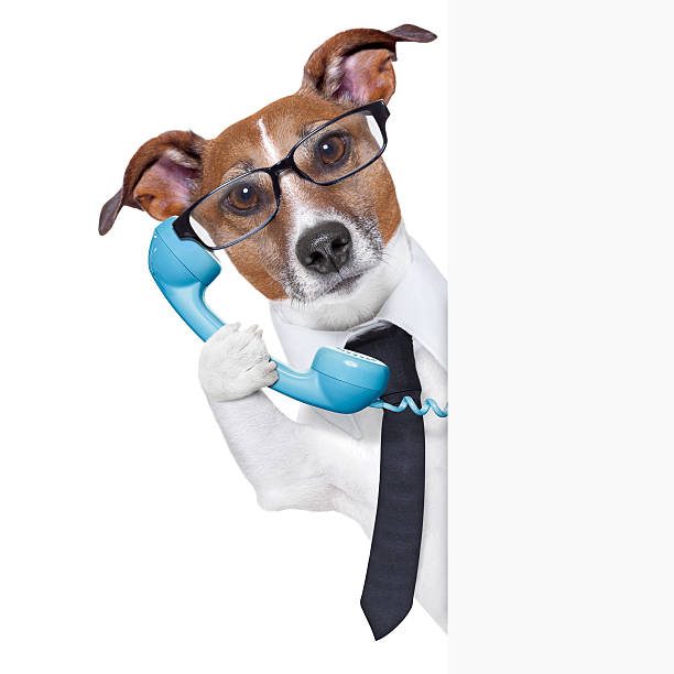 istock Business dog answering the phone 178802389
