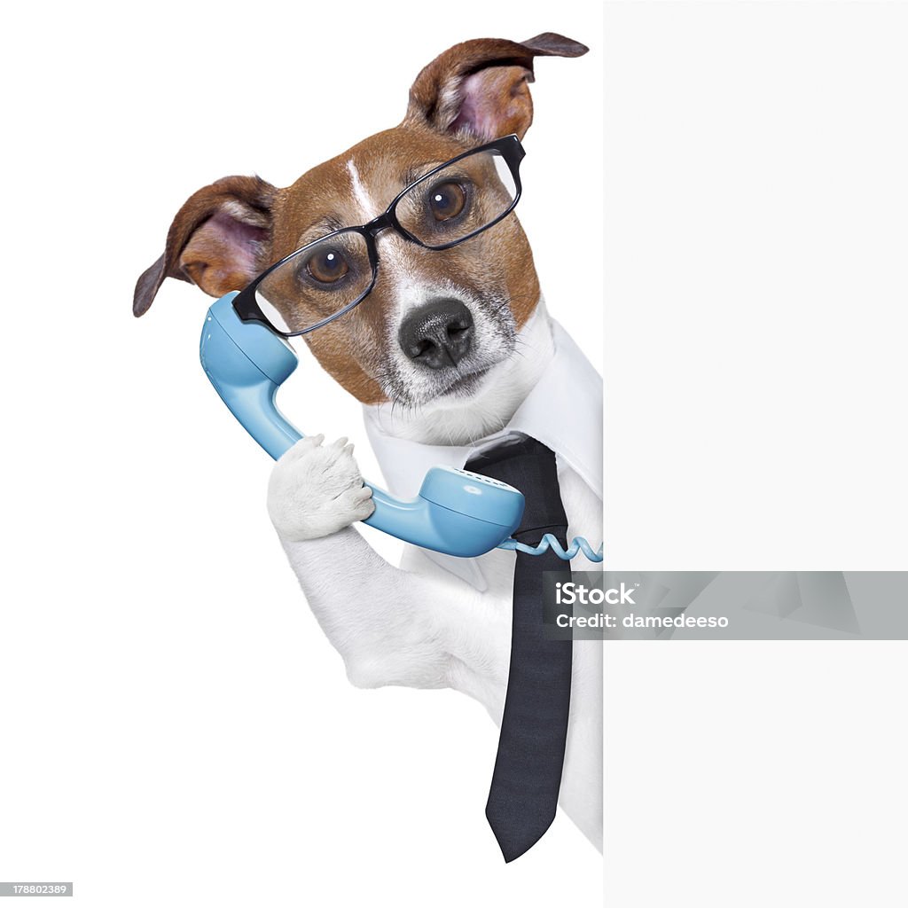 Negócios cão no telefone - Foto de stock de Cão royalty-free