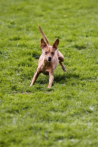 perro de corriendo - hundesport fotografías e imágenes de stock