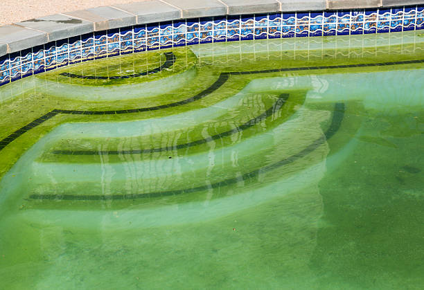 Detail of backyard pool with green water that needs cleaning stock photo