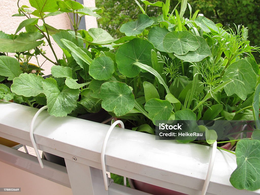 Kapuzinerkresse in flowerpots auf Balkon - Lizenzfrei Kapuzinerkresse Stock-Foto