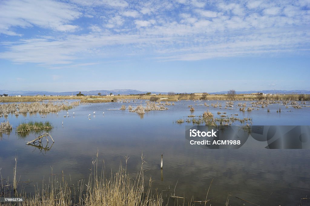 Lagoon in the Ebro Delta Riet Vell Lagoon in Ebro Delta, Catalonia, Spain. Catalonia Stock Photo