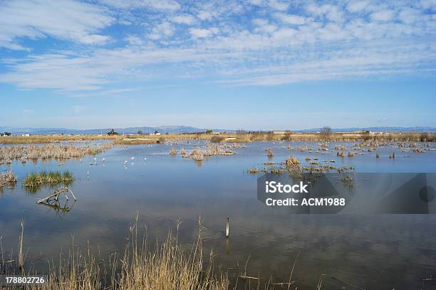 Lagoa No Delta Do Rio Ebro - Fotografias de stock e mais imagens de Ao Ar Livre - Ao Ar Livre, Caniço, Catalunha