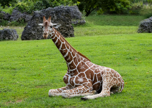 Giraffe on the green grass