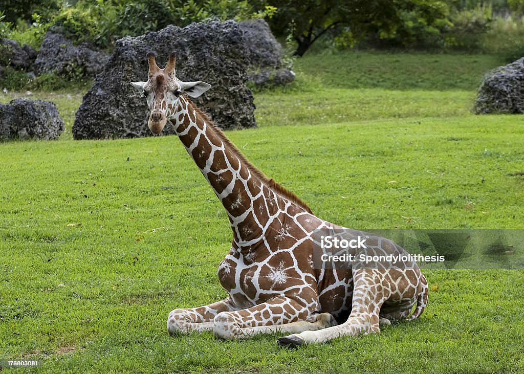 Giraffe Giraffe on the green grass Adults Only Stock Photo