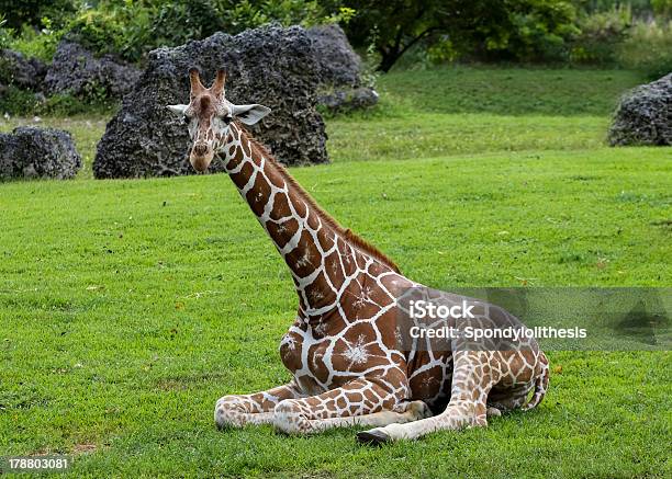Giraffe Stock Photo - Download Image Now - Adults Only, Animal Behavior, Animal Themes