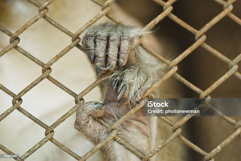 handed Gibbon in the cage. Animal Stock Photo