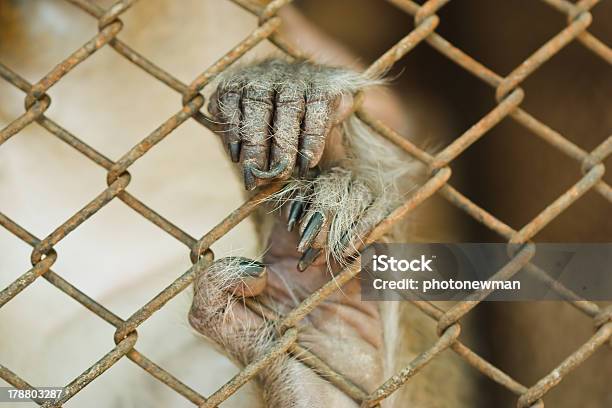 Handed Gibbon In The Cage Stock Photo - Download Image Now - Animal, Animal Body Part, Animal Hair